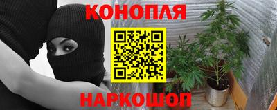 крисы Будённовск