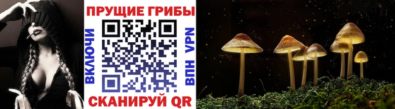 Галлюциногенные грибы ЛСД  omg маркетплейс  Зеленогорск  сколько стоит 